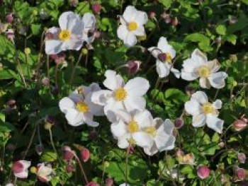 Herbst-Anemone Fantasy-Serie 'Elsa', Anemone hupehensis Fantasy-Serie 'Elsa', Topfware