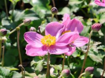 Herbst-Anemone Fantasy-Serie &#8218;Jasmine&#8216;, Anemone japonica Fantasy-Serie &#8218;Jasmine&#8216;, Topfware