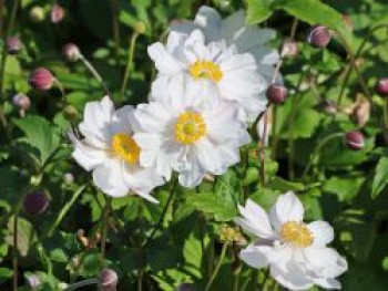 Herbst-Anemone Fantasy-Serie 'Rapunzel', Anemone hupehensis Fantasy-Serie 'Rapunzel', Topfware
