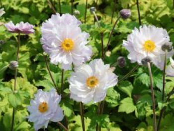 Herbst-Anemone 'Frilly Knickers', Anemone rupicola 'Frilly Knickers', Topfware