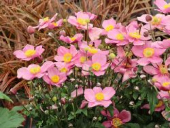 Herbst-Anemone 'Little Breeze Candy', Anemone hupehensis 'Little Breeze Candy', Topfware