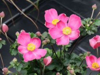 Herbst-Anemone 'Little Breeze Kiss', Anemone hupehensis 'Little Breeze Kiss', Topfware