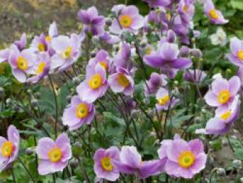 Herbst-Anemone 'Regal Swan', Anemone x cultorum 'Regal Swan', Topfware