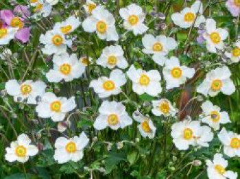 Herbst-Anemone 'Royal Blanco', Anemone tomentosa 'Royal Blanco', Topfware