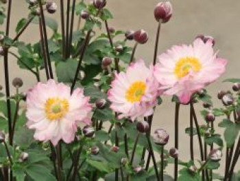 Herbst-Anemone 'Royal Candy', Anemone x hybrida 'Royal Candy', Topfware
