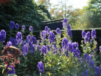 Herbst-Eisenhut &#8218;Arendsii&#8216;, Aconitum carmichaelii &#8218;Arendsii&#8216;, Topfware