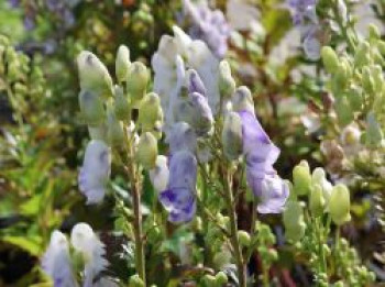 Herbst-Eisenhut &#8218;Cloudy&#8216;, Aconitum carmichaelii &#8218;Cloudy&#8216;, Topfware