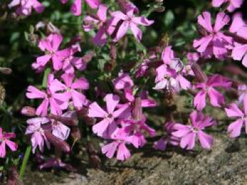 Herbst-Leimkraut &#8218;Splendens&#8216;, Silene schafta &#8218;Splendens&#8216;, Topfware