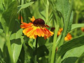 Herbst-Sonnenbraut 'Helena Red', Helenium autumnale 'Helena Red', Topfware