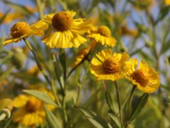 Herbst-Sonnenbraut &#8218;Helena Yellow&#8216;, Helenium autumnale &#8218;Helena Yellow&#8216;, Topfware