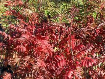 Herbst-Vogelbeere / Eberesche 'Autumn Spire', 60-80 cm, Sorbus aucuparia 'Autumn Spire', Containerware