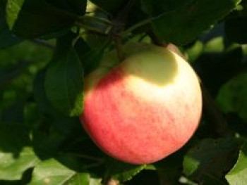 Herbstapfel &#8218;Ahrista&#8216;, Stamm 40-60 cm, 120-160 cm, Malus &#8218;Ahrista&#8216;, Containerware