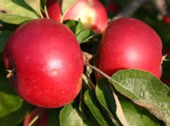 Herbstapfel &#8218;Akane&#8216; / &#8218;Prime Rouge&#8216; / &#8218;Primrouge&#8216;, Stamm 40-60 cm, 120-160 cm, Malus &#8218;Akane&#8216;, Wurzelware