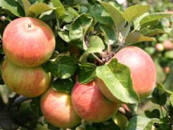 Herbstapfel &#8218;Alkmene&#8216;, Stamm 40-60 cm, 120-160 cm, Malus &#8218;Alkmene&#8216;, Containerware