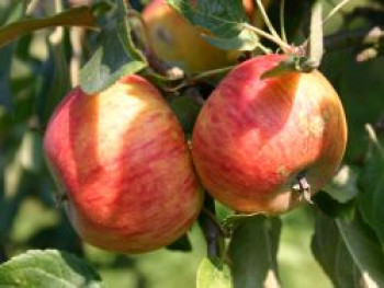 Herbstapfel &#8218;Apollo&#8216;, Stamm 40-60 cm, 120-160 cm, Malus &#8218;Apollo&#8216;, Containerware