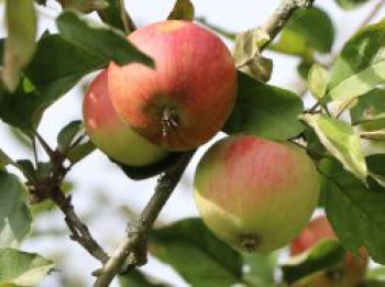 Herbstapfel &#8218;Ariwa&#8216;, Stamm 40-60 cm, 120-160 cm, Malus &#8218;Ariwa&#8216;, Wurzelware