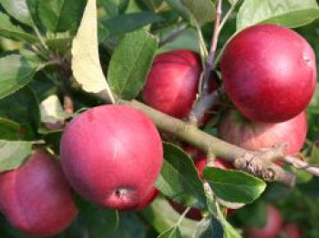 Herbstapfel &#8218;Berner Rosenapfel&#8216;, Stamm 40-60 cm, 120-160 cm, Malus &#8218;Berner Rosenapfel&#8216;, Containerware