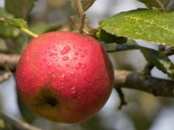 Herbstapfel &#8218;Biesterfelder Renette&#8216;, Stamm 40-60 cm, 120-140 cm, Malus &#8218;Biesterfelder Renette&#8216;, Containerware