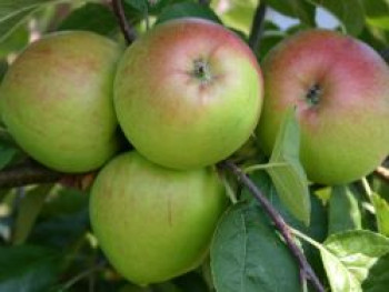 Herbstapfel 'Börtlinger Weinapfel', Stamm 40-60 cm, 120-160 cm, Malus 'Börtlinger Weinapfel', Stämmchen