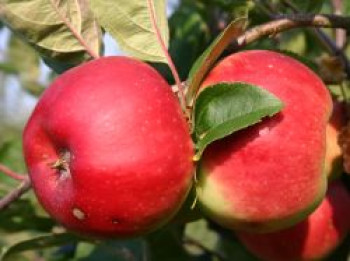 Herbstapfel &#8218;Brautapfel&#8216;, Stamm 40-60 cm, 120-160 cm, Malus &#8218;Brautapfel&#8216;, Wurzelware