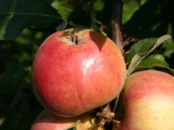 Herbstapfel &#8218;Carola&#8216; / &#8218;Kalco&#8216;, Stamm 40-60 cm, 120-160 cm, Malus &#8218;Carola&#8216; / &#8218;Kalco&#8216;, Containerware