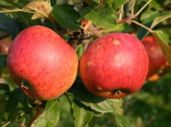 Herbstapfel &#8218;Charles Ross&#8216;, Stamm 40-60 cm, 120-160 cm, Malus &#8218;Charles Ross&#8216;, Wurzelware