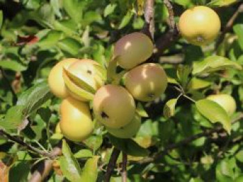 Herbstapfel 'Croncels',  'Glasapfel', Stamm 40-60 cm, 120-160 cm, Malus 'Croncels', 'Glasapfel', Containerware