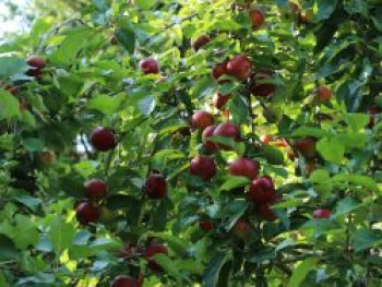 Herbstapfel &#8218;Danziger Kantapfel&#8216;, Stamm 40-60 cm, 120-160 cm, Malus &#8218;Danziger Kantapfel&#8216;, Containerware