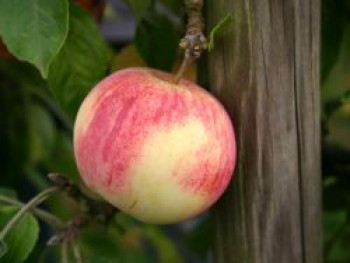 Herbstapfel &#8218;Dithmarscher Paradiesapfel&#8216;, Stamm 40-60 cm, 120-160 cm, Malus &#8218;Dithmarscher Paradiesapfel&#8216;, Wurzelware