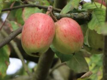 Herbstapfel &#8218;Doppelter Prinzenapfel&#8216;, Stamm 40-60 cm, 120-160 cm, Malus &#8218;Doppelter Prinzenapfel&#8216;, Wurzelware