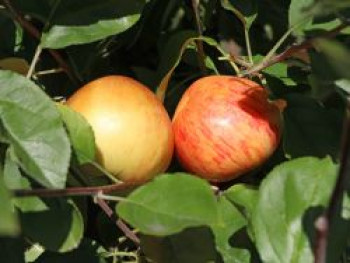 Herbstapfel &#8218;Dülmener Rosenapfel&#8216;, Stamm 40-60 cm, 120-140 cm, Malus &#8218;Dülmener Rosenapfel&#8216;, Containerware