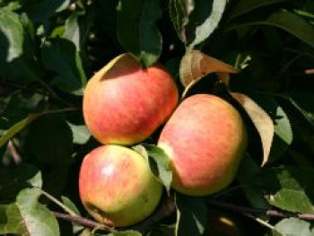 Herbstapfel 'Elstar', 60-80 cm, Malus domestica 'Elstar', Containerware