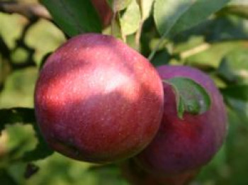 Herbstapfel &#8218;Empire&#8216;, Stamm 40-60 cm, 120-160 cm, Malus &#8218;Empire&#8216;, Wurzelware