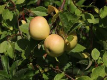 Herbstapfel 'Engelsberger Renette', Stamm 40-60 cm, 120-160 cm, Malus 'Engelsberger Renette', Stämmchen