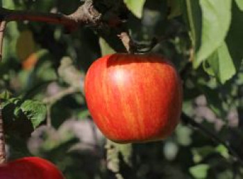 Herbstapfel 'Erwin Baur', Stamm 40-60 cm, 120-160 cm, Malus 'Erwin Baur', Containerware