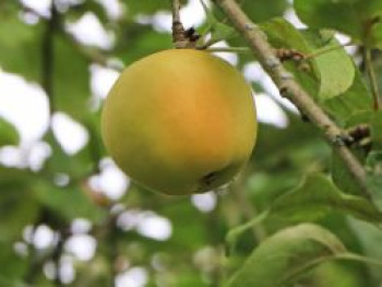 Herbstapfel 'Filippa', Stamm 40-60 cm, 120-160 cm, Malus 'Filippa', Containerware