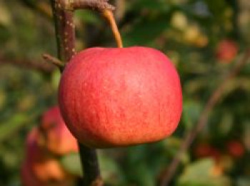 Herbstapfel &#8218;Gala&#8216;, Stamm 40-60 cm, 120-160 cm, Malus &#8218;Gala&#8216;, Containerware