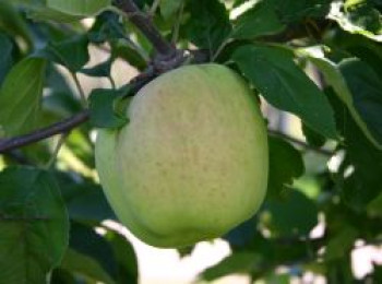 Herbstapfel 'Gartenmeister Simon', Stamm 40-60 cm, 120-160 cm, Malus 'Gartenmeister Simon', Stämmchen