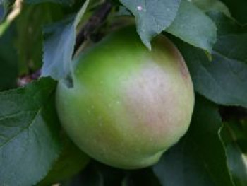 Herbstapfel &#8218;Gehrers Rambur&#8216;, Stamm 40-60 cm, 120-160 cm, Malus &#8218;Gehrers Rambur&#8216;, Containerware