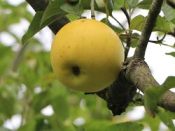 Herbstapfel &#8218;Gelber Edelapfel&#8216; / &#8218;Zitronenapfel&#8216;, Stamm 40-60 cm, 120-160 cm, Malus &#8218;Gelber Edelapfel&#8216; / &#8218;Zitronenapfel&#8216;, Containerware