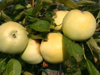 Herbstapfel &#8218;Gelber Richard&#8216;, &#8218;Grand Richard&#8216;, Stamm 40-60 cm, 120-160 cm, Malus &#8218;Gelber Richard&#8216;, &#8218;Grand Richard&#8216;, Containerware