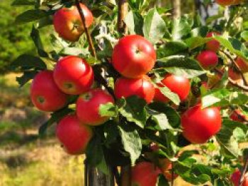 Herbstapfel &#8218;Gerlinde&#8216;, Stamm 40-60 cm, 120-160 cm, Malus &#8218;Gerlinde&#8216;, Containerware