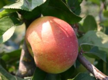 Herbstapfel &#8218;Goldrenette von Blenheim&#8216;, Stamm 40-60 cm, 120-140 cm, Malus &#8218;Goldrenette von Blenheim&#8216;, Containerware