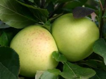 Herbstapfel &#8218;Grahams Jubiläumsapfel&#8216;, &#8218;Royal Jubilée&#8216;, Stamm 40-60 cm, 120-140 cm, Malus &#8218;Grahams Jubiläumsapfel&#8216;, &#8218;Royal Jubilée&#8216;, Containerware