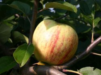 Herbstapfel &#8218;Gravensteiner&#8216;, Stamm 40-60 cm, 120-160 cm, Malus &#8218;Gravensteiner&#8216;, Containerware