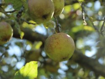 Herbstapfel &#8218;Große Kasseler Renette&#8216;, Stamm 40-60 cm, 120-160 cm, Malus &#8218;Große Kasseler Renette&#8216;, Containerware