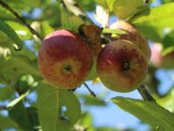 Herbstapfel &#8218;Hadelner Rotfranch&#8216;, Stamm 40-60 cm, 120-160 cm, Malus &#8218;Hadelner Rotfranch&#8216;, Containerware