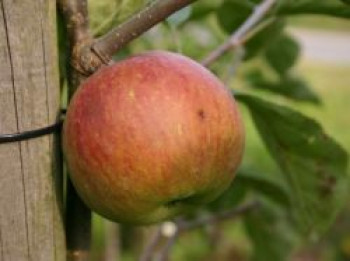 Herbstapfel &#8218;Himbeerapfel von Holowaus&#8216;, Stamm 40-60 cm, 120-160 cm, Malus &#8218;Himbeerapfel von Holowaus&#8216;, Containerware