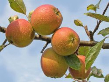 Herbstapfel &#8218;Holsteiner Cox&#8216;, Stamm 40-60 cm, 120-160 cm, Malus &#8218;Holsteiner Cox&#8216;, Containerware