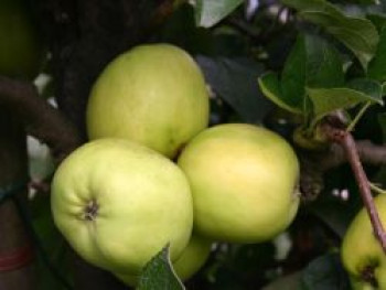 Herbstapfel &#8218;Holsteiner Zitronenapfel&#8216;, Stamm 40-60 cm, 120-160 cm, Malus &#8218;Holsteiner Zitronenapfel&#8216;, Wurzelware